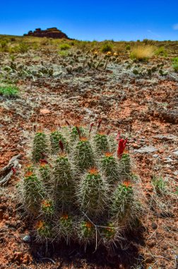 Çiçek açan bitkiler (Echinocereus sp.). Amerika 'da kirpi kaktüsü olarak bilinir.