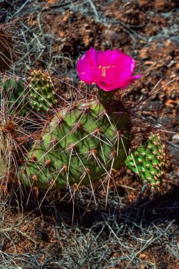 Çiçekli kaktüsler, Opuntia 'nın pembe çiçekleri Canyonlands Ulusal Parkı, Utha USA