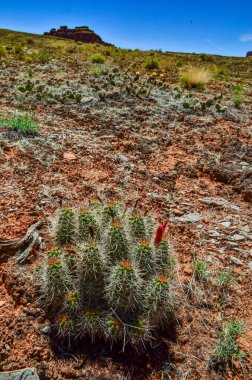 Çiçek açan bitkiler (Echinocereus sp.). Amerika 'da kirpi kaktüsü olarak bilinir.