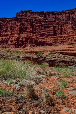 Canyonlands Ulusal Parkı 'nda çiçek açan kaktüsler (Sclerocactus parviflorus), Utha USA