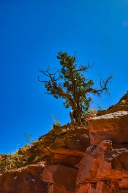 Arka plandaki ağaçlar, ABD 'deki Canyonlands Ulusal Parkı' ndaki kırmızı kayaların jeolojik oluşumlarını katmanlaştırdı.