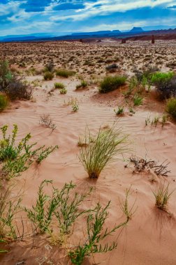 Baharda, Utah 'ın kuzeyindeki dağlarda, ABD' nin Canyonlands Ulusal Parkı 'nda yabani çiçekli bitkiler.