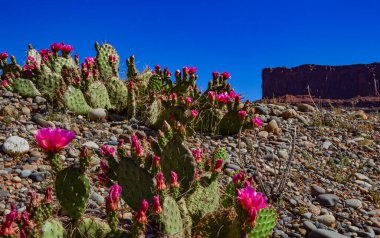 Çiçekli kaktüsler, Opuntia 'nın pembe çiçekleri Canyonlands Ulusal Parkı, Utha USA
