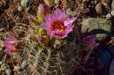 Canyonlands Ulusal Parkı 'nda çiçek açan kaktüsler (Sclerocactus parviflorus), Utha USA