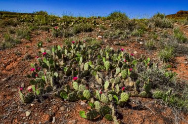 Çiçekli kaktüsler, Opuntia 'nın pembe çiçekleri Canyonlands Ulusal Parkı, Utha USA