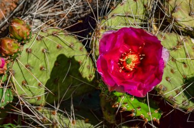 Çiçekli kaktüsler, Opuntia 'nın pembe çiçekleri Canyonlands Ulusal Parkı, Utha USA
