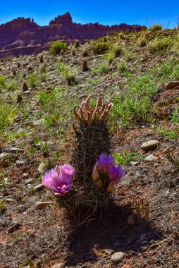 Canyonlands Ulusal Parkı 'nda çiçek açan kaktüsler (Sclerocactus parviflorus), Utha USA