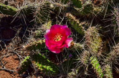 Çiçekli kaktüsler, Opuntia 'nın pembe çiçekleri Canyonlands Ulusal Parkı, Utha USA