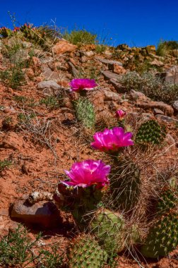 Çiçekli kaktüsler, Opuntia 'nın pembe çiçekleri Canyonlands Ulusal Parkı, Utha USA
