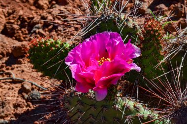 Çiçekli kaktüsler, Opuntia 'nın pembe çiçekleri Canyonlands Ulusal Parkı, Utha USA