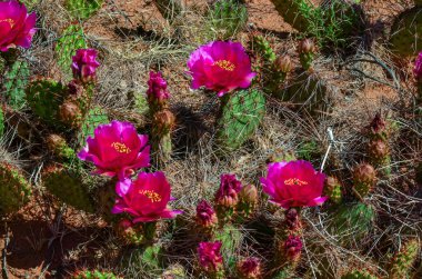Çiçekli kaktüsler, Opuntia 'nın pembe çiçekleri Canyonlands Ulusal Parkı, Utha USA