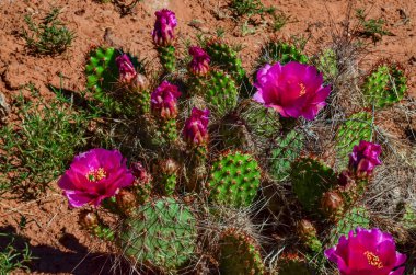Çiçekli kaktüsler, Opuntia 'nın pembe çiçekleri Canyonlands Ulusal Parkı, Utha USA