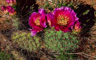 Çiçekli kaktüsler, Opuntia 'nın pembe çiçekleri Canyonlands Ulusal Parkı, Utha USA