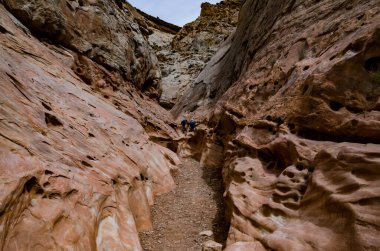 Küçük Vahşi At Kanyonu 'ndaki kırmızı kayalıklardaki kuraklığa dayanıklı bitkinin çalılığı. San Rafael Swell, Utah ABD
