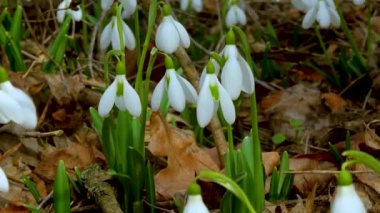 Galanthus elwesii (Elwes 's, daha büyük kar damlası) vahşi doğada. Kırmızı Kitap Ukrayna. Kaydırıcı atışı