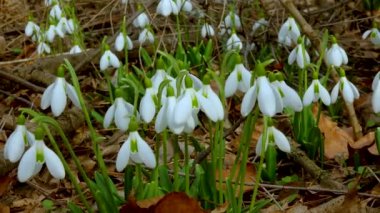Galanthus elwesii (Elwes 's, daha büyük kar damlası) vahşi doğada. Kırmızı Kitap Ukrayna. Kaydırıcı atışı