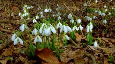 Galanthus elwesii (Elwes 's, daha büyük kar damlası) vahşi doğada. Kırmızı Kitap Ukrayna. Kaydırıcı atışı