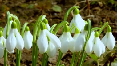 Galanthus elwesii (Elwes 's, daha büyük kar damlası) vahşi doğada. Kırmızı Kitap Ukrayna. Kaydırıcı atışı