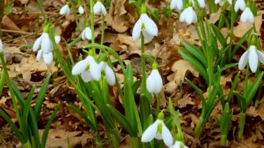 Galanthus elwesii (Elwes 's, daha büyük kar damlası) vahşi doğada. Kırmızı Kitap Ukrayna. Kaydırıcı atışı