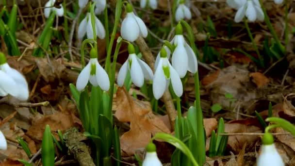 Galanthus Elwesii Elwes Μεγαλύτερη Πτώση Χιονιού Στην Άγρια Φύση Κόκκινο — Αρχείο Βίντεο