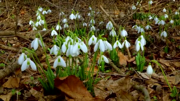 Galanthus Elwesii Elwes Grotere Sneeuwklokje Het Wild Rode Boek Oekraïne — Stockvideo