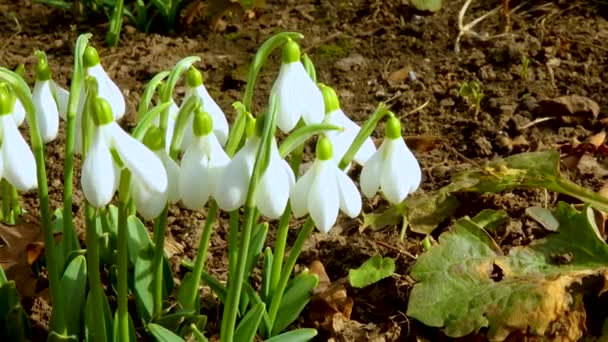 Galanthus Elwesii Elwes Grotere Sneeuwklokje Het Wild Rode Boek Oekraïne — Stockvideo