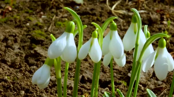 Galanthus Elwesii Elwes Nagyobb Hóvirág Vadonban Vörös Könyv Ukrajna Slider — Stock videók