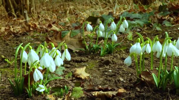 Galanthus Elwesii Elwes Daha Büyük Kar Damlası Vahşi Doğada Kırmızı — Stok video