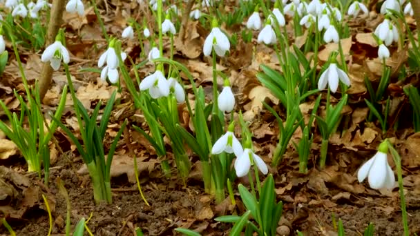 Galanthus Elwesii Elwes Schneeglöckchen Freier Wildbahn Rotbuch Ukraine Schieber Schuss — Stockvideo