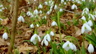 Galanthus elwesii (Elwes 's, daha büyük kar damlası) vahşi doğada. Kırmızı Kitap Ukrayna. Kaydırıcı atışı.
