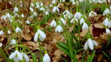 Galanthus elwesii (Elwes 's, daha büyük kar damlası) vahşi doğada. Kırmızı Kitap Ukrayna. Kaydırıcı atışı.