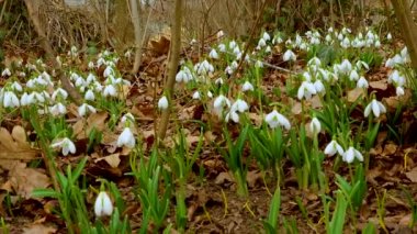 Galanthus elwesii (Elwes 's, daha büyük kar damlası) vahşi doğada. Kırmızı Kitap Ukrayna. Kaydırıcı atışı.