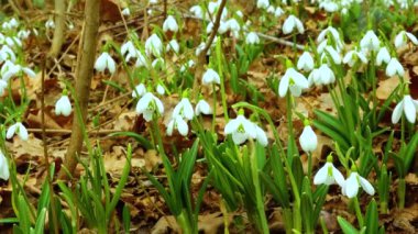 Galanthus elwesii (Elwes 's, daha büyük kar damlası) vahşi doğada. Kırmızı Kitap Ukrayna. Kaydırıcı atışı.