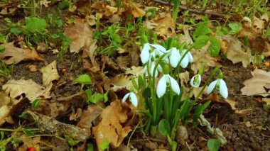 Galanthus elwesii (Elwes 's, daha büyük kar damlası) vahşi doğada. Kırmızı Kitap Ukrayna. Kaydırıcı atışı.