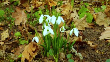 Galanthus elwesii (Elwes 's, daha büyük kar damlası) vahşi doğada. Kırmızı Kitap Ukrayna. 