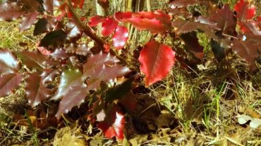 Mahonia aquifolium, kırmızı yapraklı Oregon üzümü. Kaydırıcı atışı.