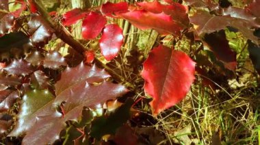 Mahonia aquifolium, kırmızı yapraklı Oregon üzümü. Kaydırıcı atışı.