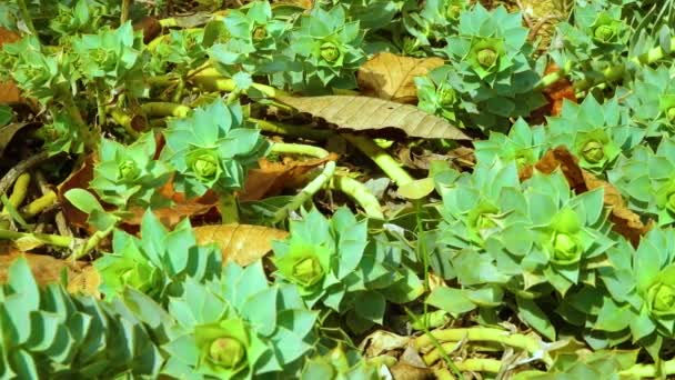 Euphorbia Young Green Leaves Milkweed Interior Garden Ukraine — ストック動画