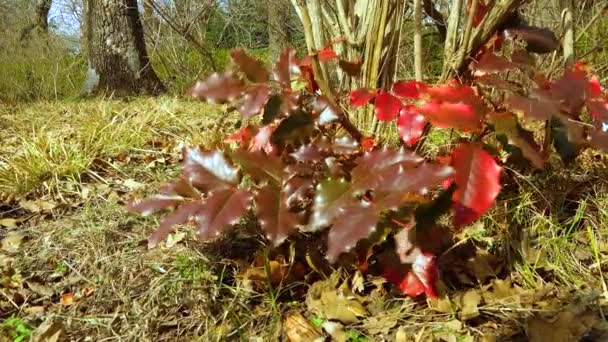 Mahonia Aquifolium Winogrono Oregon Czerwonymi Liśćmi Strzał Suwakowy — Wideo stockowe