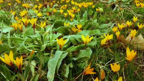 Żółty Krokus Dorothy Pierwsze Kwiaty Wiosenne Strzał Suwakowy — Wideo stockowe