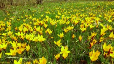 Sarı krokus Dorothy - ilk bahar çiçeği açar. Kaydırıcı atışı.