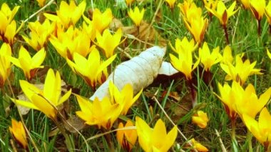 Sarı krokus Dorothy - ilk bahar çiçeği açar. Kaydırıcı atışı.
