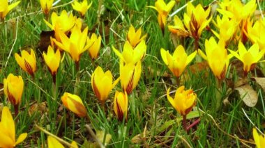 Sarı krokus Dorothy - ilk bahar çiçeği açar. Kaydırıcı atışı.