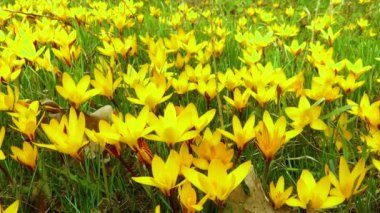 Sarı krokus Dorothy - ilk bahar çiçeği açar. Kaydırıcı atışı.