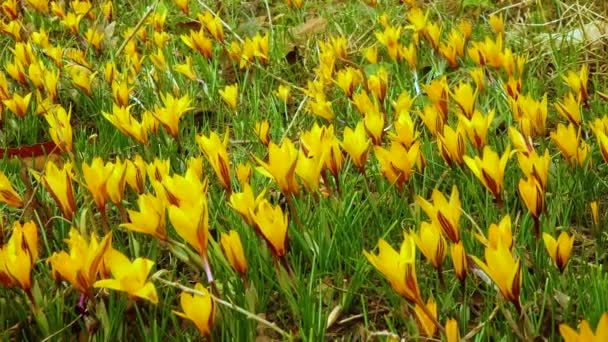 黄色のクロッカスドロシー 最初の春の花を咲かせます スライダーショット — ストック動画