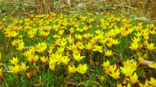 Sárga Crocus Dorothy Első Tavaszi Virág Virágzik Slider Lövés — Stock videók