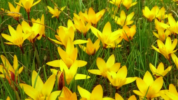 Gele Krokus Dorothy Eerste Lentebloem Bloeit Slider Schot — Stockvideo