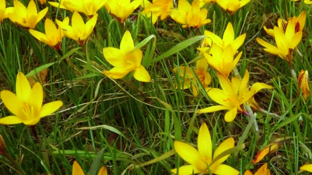 Gele Krokus Dorothy Eerste Lentebloem Bloeit Slider Schot — Stockvideo