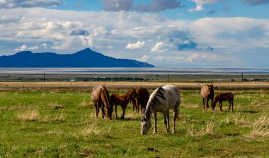 Atlar tarlada otlar, yeşil otlar, Utah, ABD 'de çiftlik.