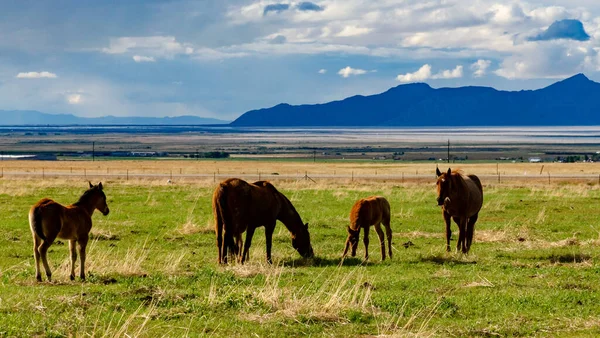 Atlar tarlada otlar, yeşil otlar, Utah, ABD 'de çiftlik.